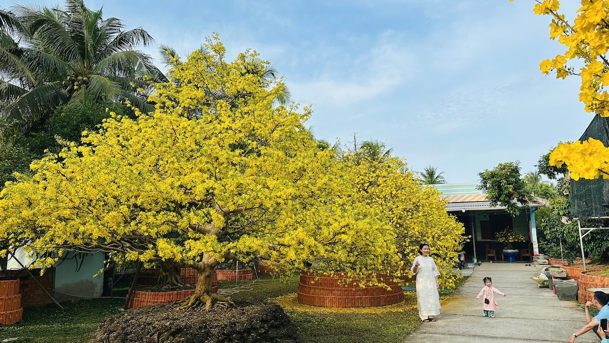 Choáng ngợp vườn mai gần chục tỉ đồng nở rực, mở cửa miễn phí đến mùng 6 Tết - 9