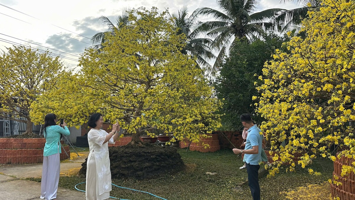 Choáng ngợp vườn mai gần chục tỉ đồng nở rực, mở cửa miễn phí đến mùng 6 Tết - 4