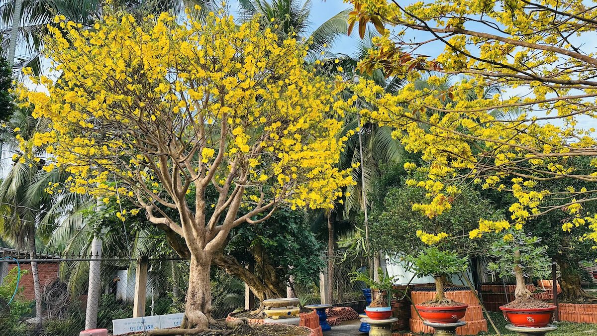 Choáng ngợp vườn mai gần chục tỉ đồng nở rực, mở cửa miễn phí đến mùng 6 Tết - 11