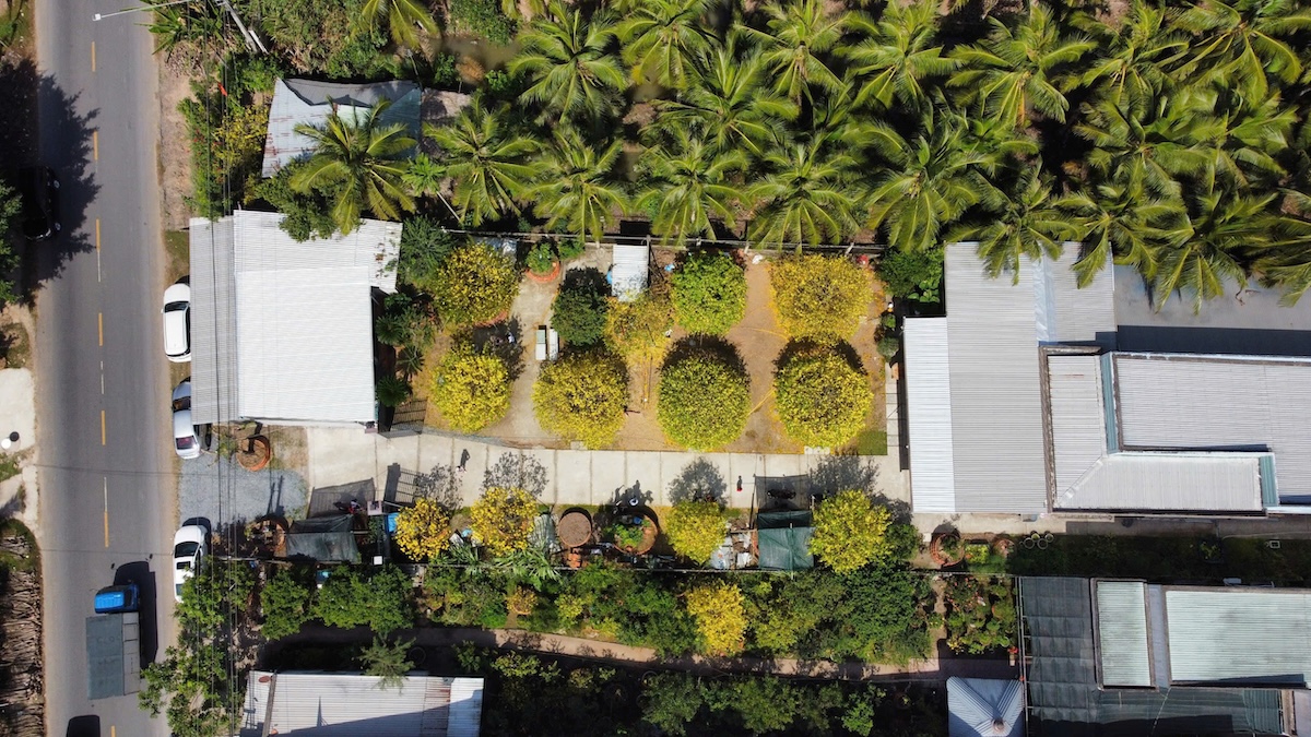 Choáng ngợp vườn mai gần chục tỉ đồng nở rực, mở cửa miễn phí đến mùng 6 Tết - 12