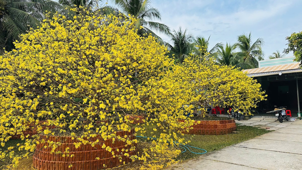 Choáng ngợp vườn mai gần chục tỉ đồng nở rực, mở cửa miễn phí đến mùng 6 Tết - 6