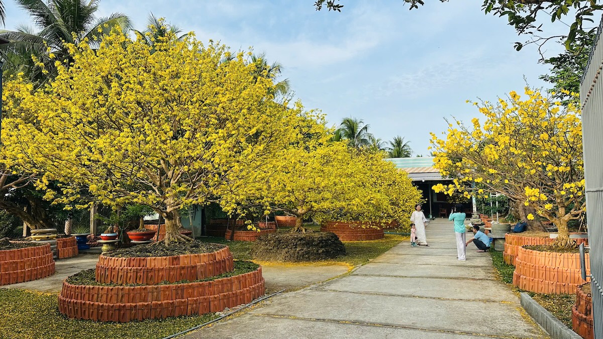 Choáng ngợp vườn mai gần chục tỉ đồng nở rực, mở cửa miễn phí đến mùng 6 Tết - 8