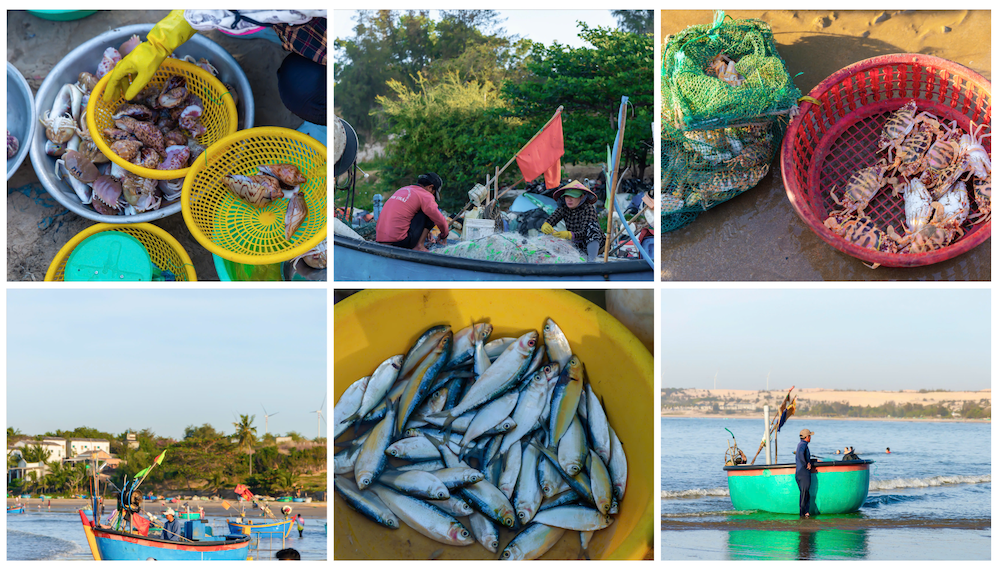 dau xuan cam trai o mui ne, thuc day cung nhip song cua lang chai - 14
