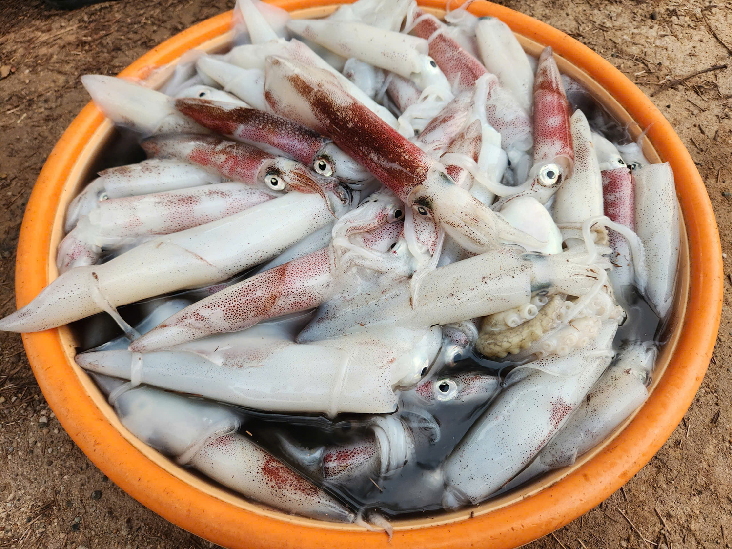 Tết về Hà Tiên trải nghiệm mưu sinh đường phố - 6