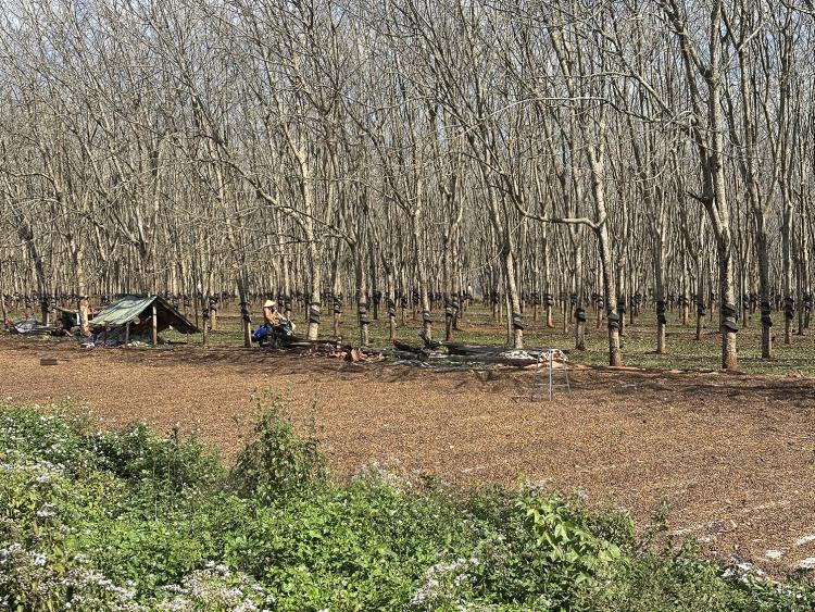 Gia Lai mùa cao su rụng lá