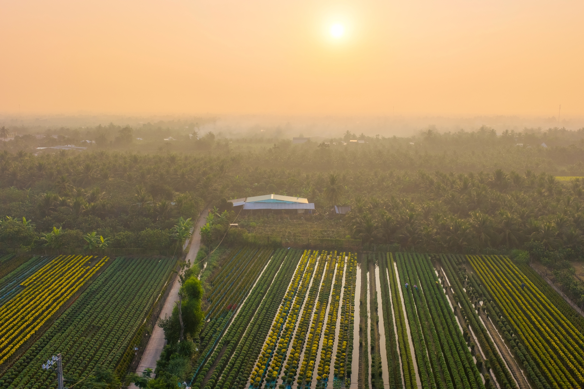 lang hoa my phong: suc song vuon choi sau mot mua hoa trac tro - 1