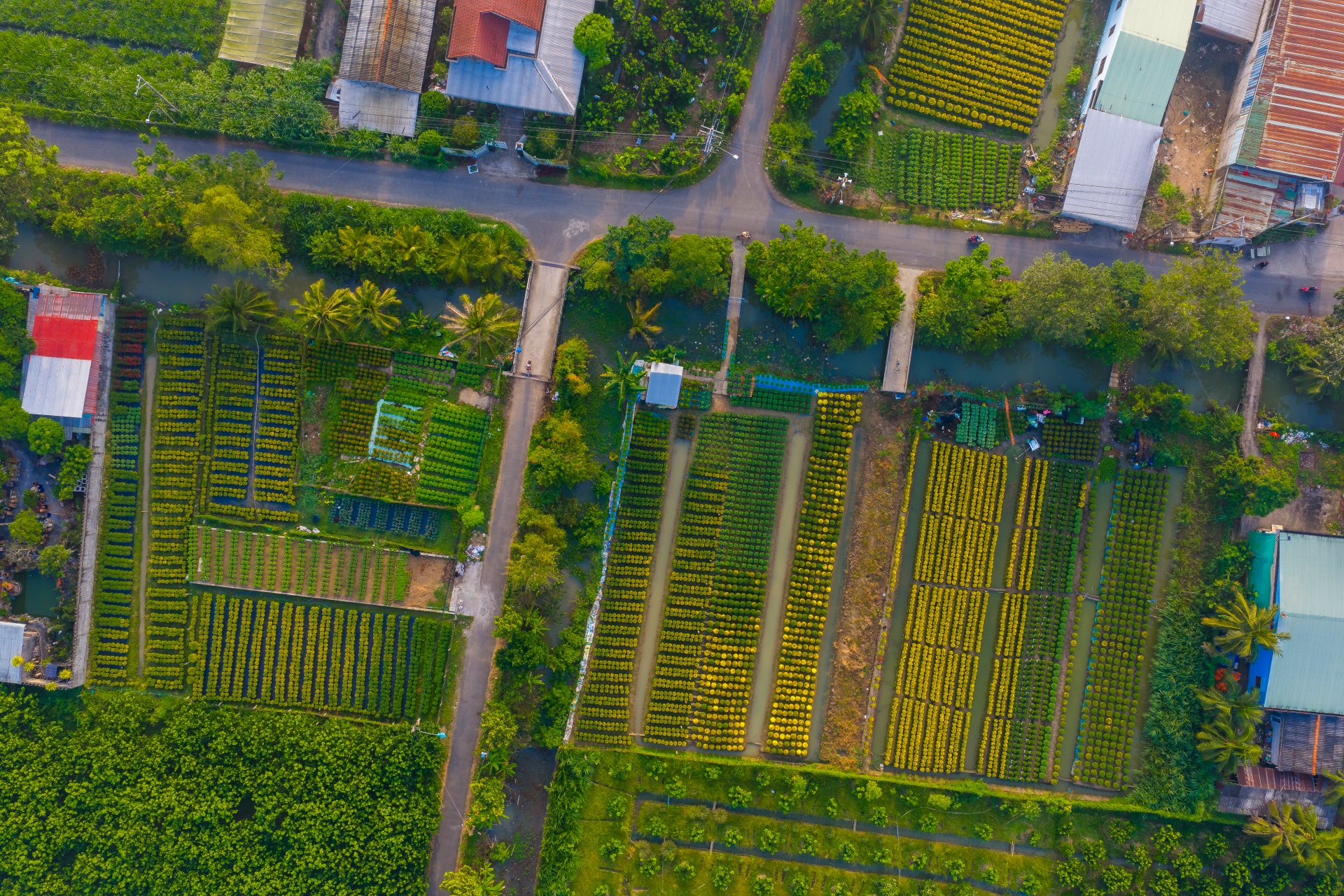 lang hoa my phong: suc song vuon choi sau mot mua hoa trac tro - 3