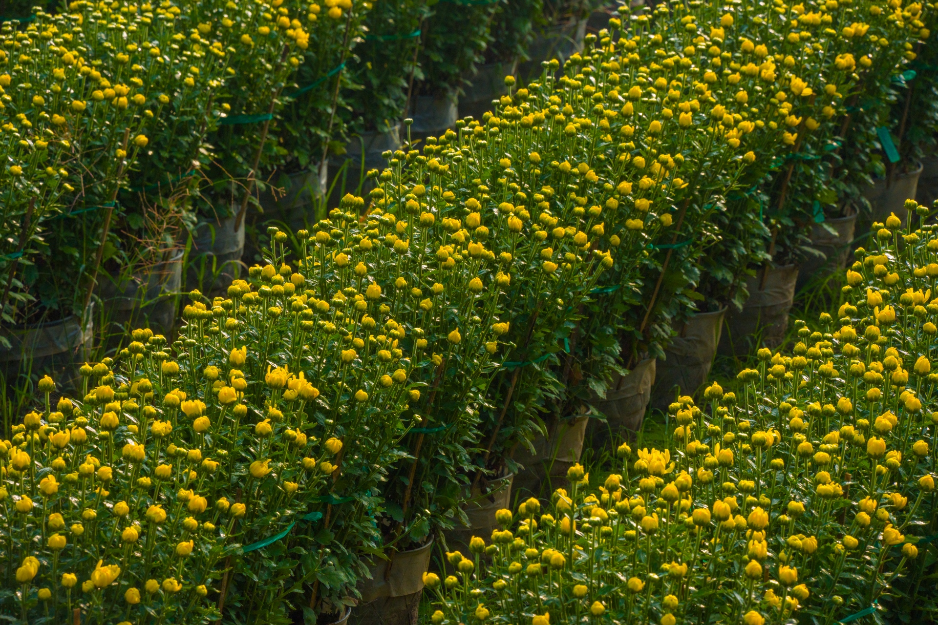 lang hoa my phong: suc song vuon choi sau mot mua hoa trac tro - 7