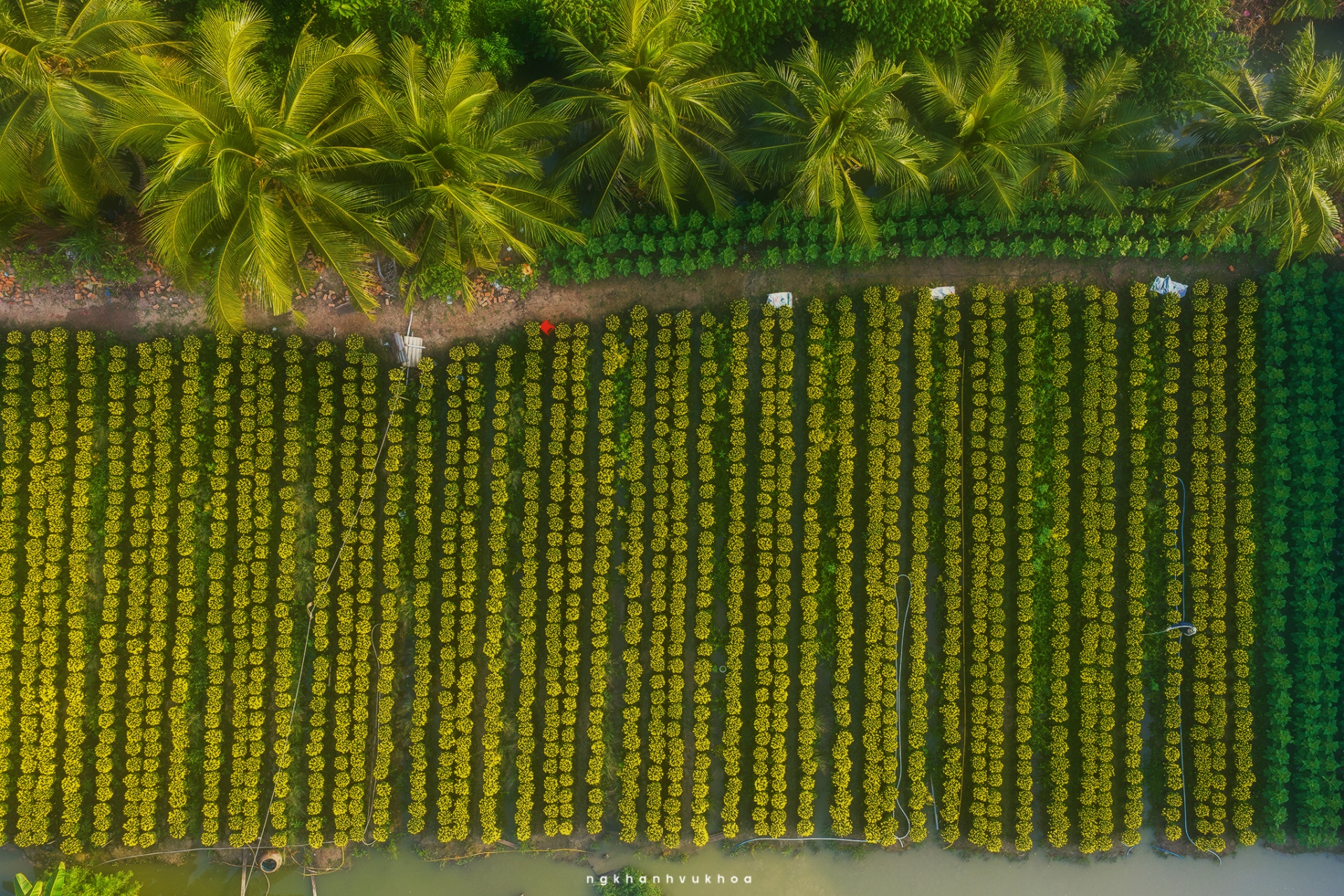 lang hoa my phong: suc song vuon choi sau mot mua hoa trac tro - 9