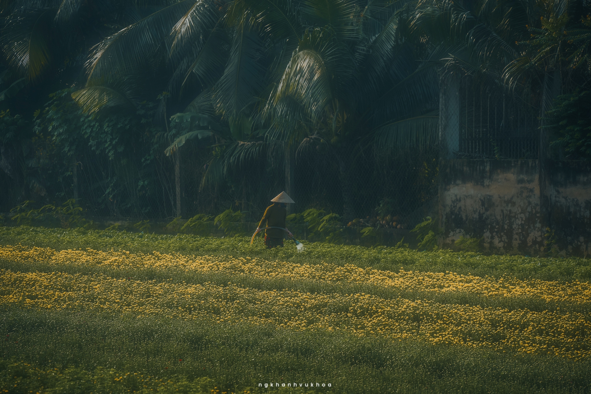 lang hoa my phong: suc song vuon choi sau mot mua hoa trac tro - 11