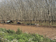 Du khảo - Gia Lai mùa cao su rụng lá