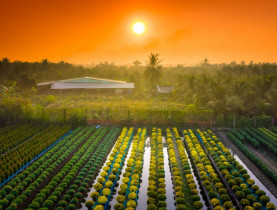  - Làng hoa Mỹ Phong: Sức sống vươn chồi sau một mùa hoa trắc trở