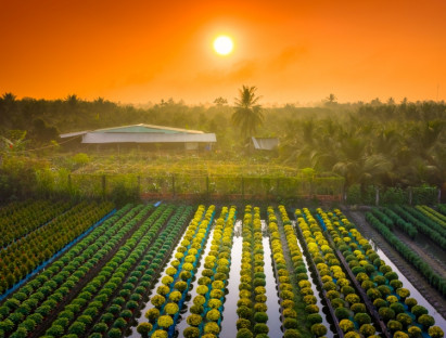  - Làng hoa Mỹ Phong: Sức sống vươn chồi sau một mùa hoa trắc trở