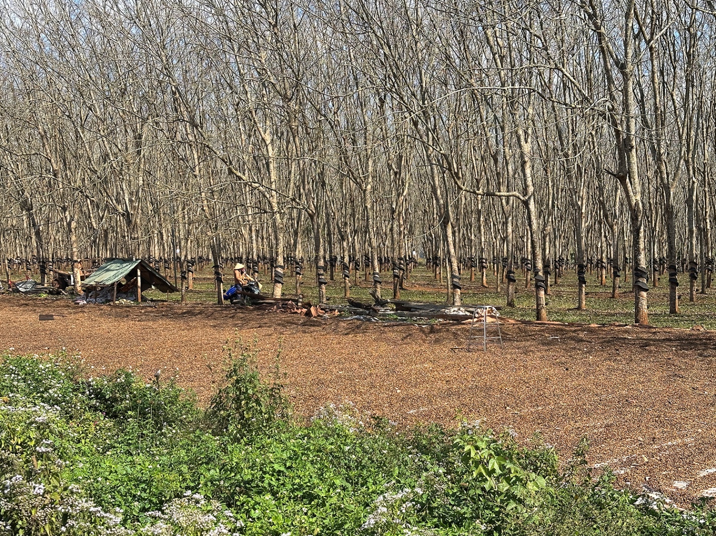 Gia Lai mùa cao su rụng lá - 14