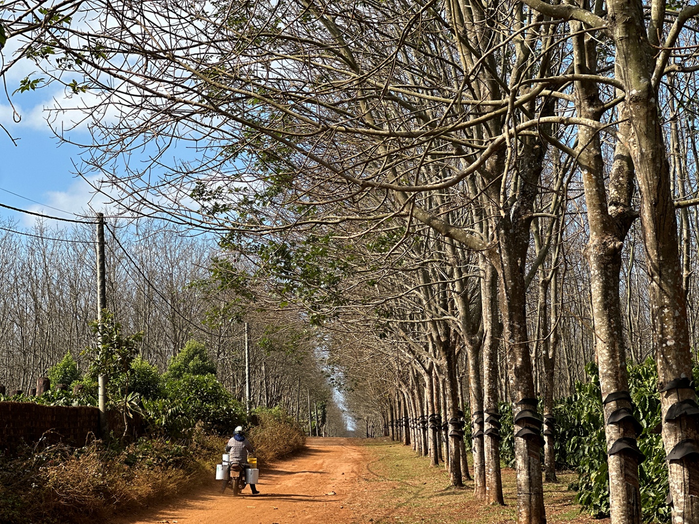 Gia Lai mùa cao su rụng lá - 1