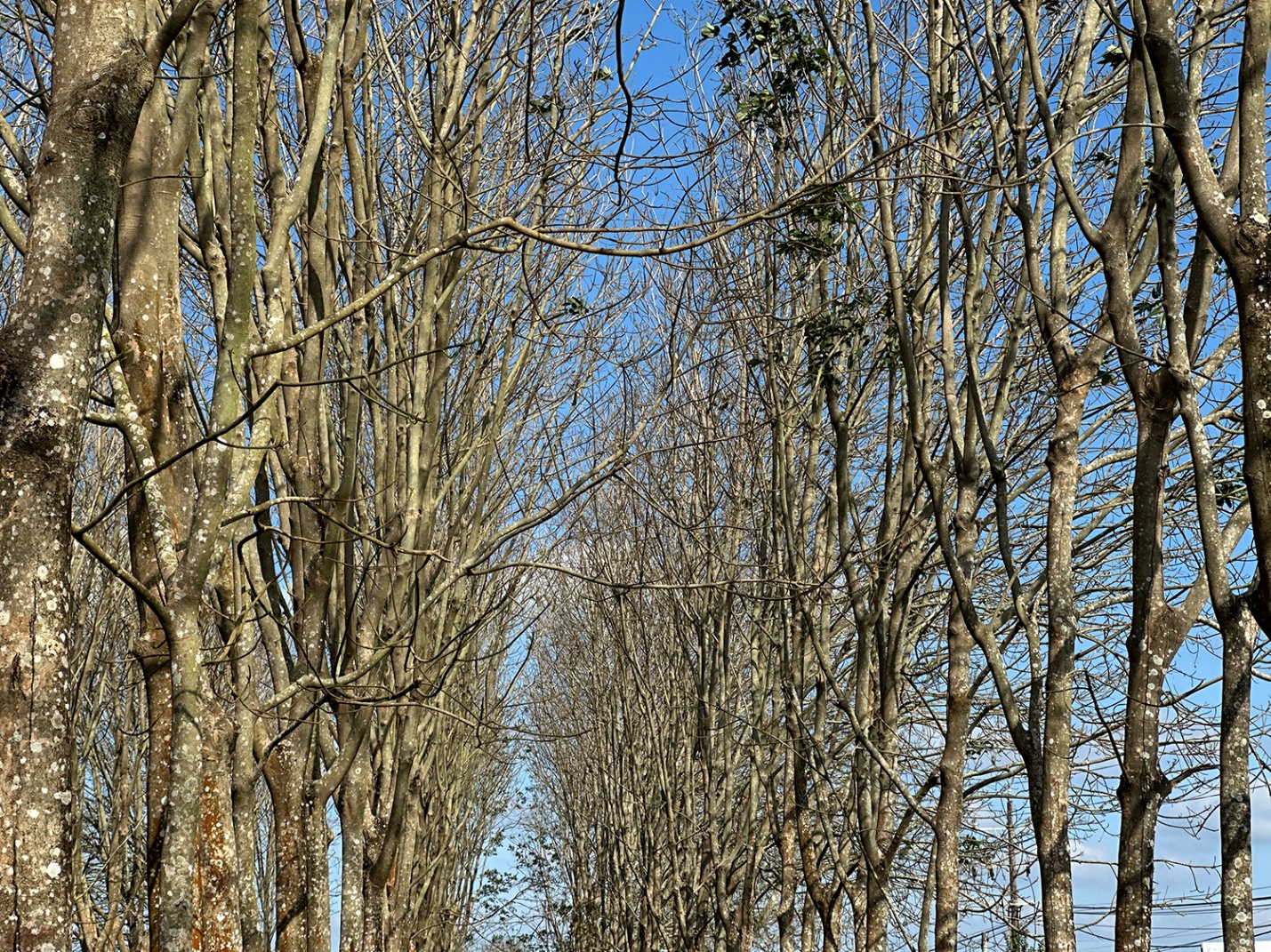 Gia Lai mùa cao su rụng lá - 5