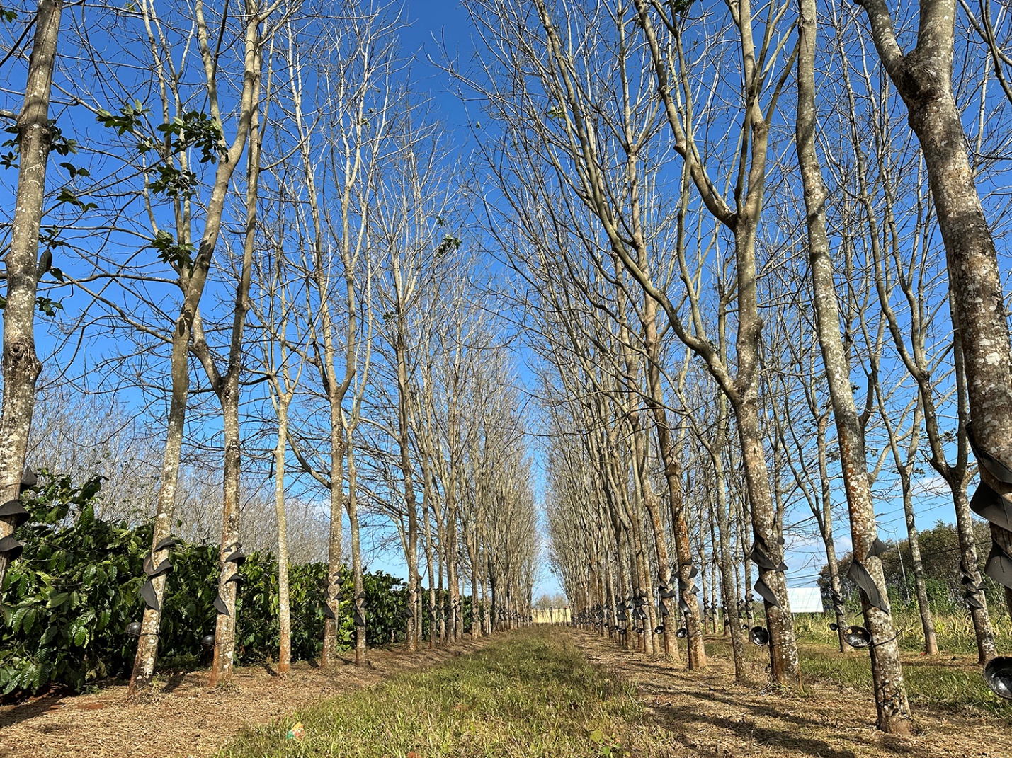 Gia Lai mùa cao su rụng lá - 9