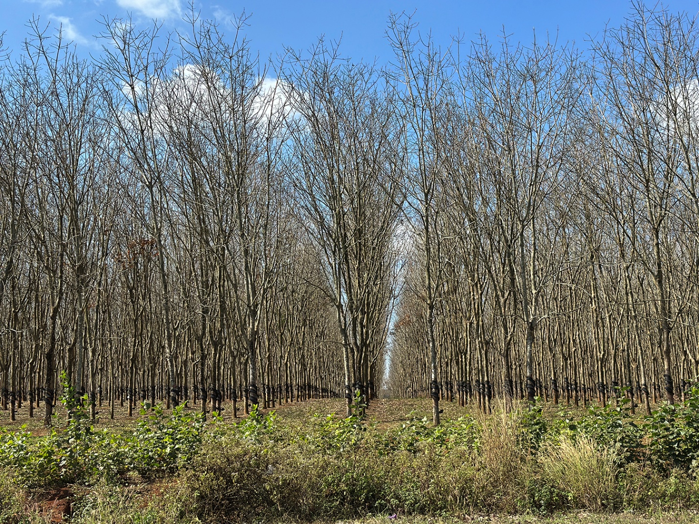 Gia Lai mùa cao su rụng lá - 3