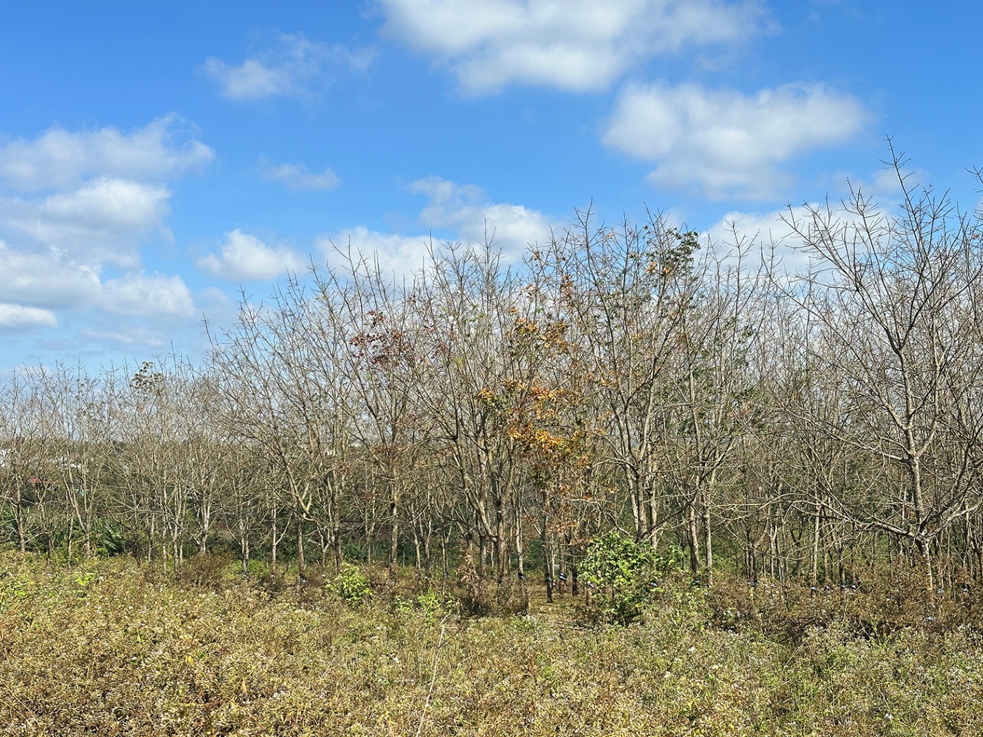 Gia Lai mùa cao su rụng lá - 13