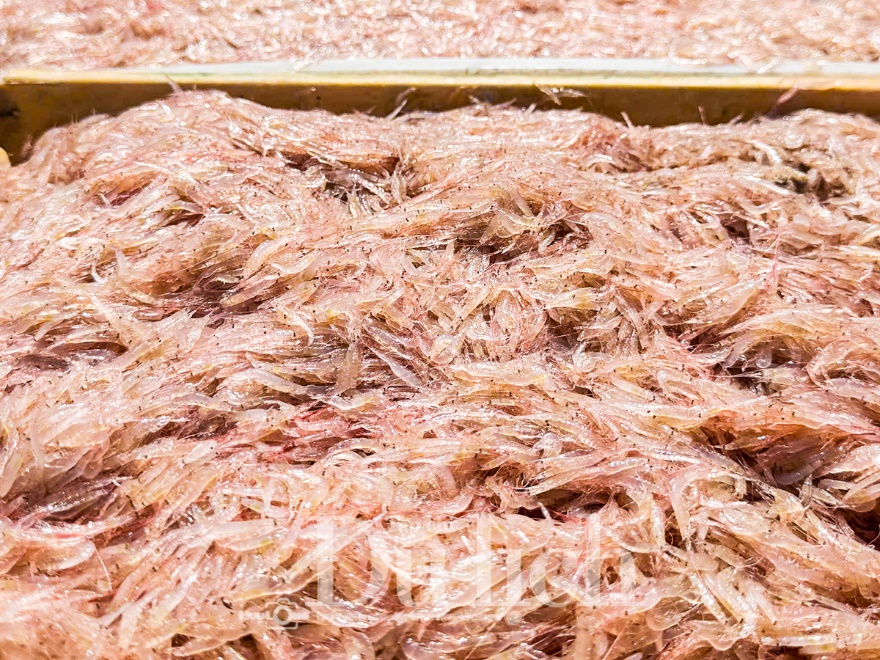 Giong thuyền rước lộc đầu xuân, mẻ ruốc hồng nồng đượm hương quà biển - 9