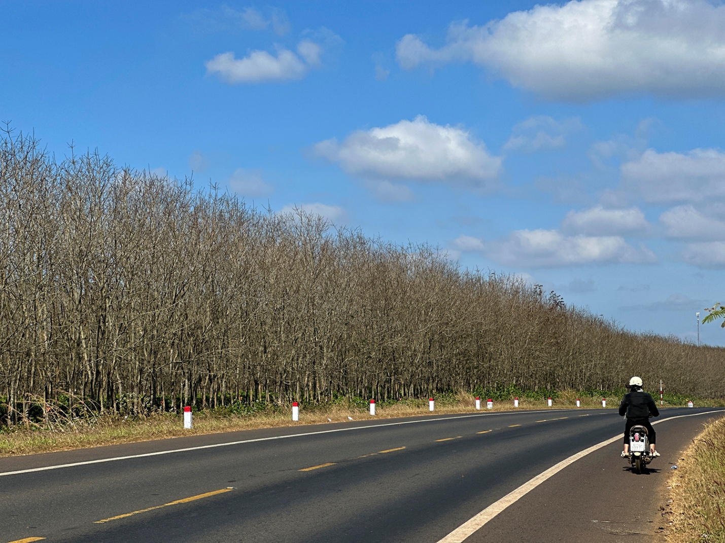 Gia Lai mùa cao su rụng lá - 2