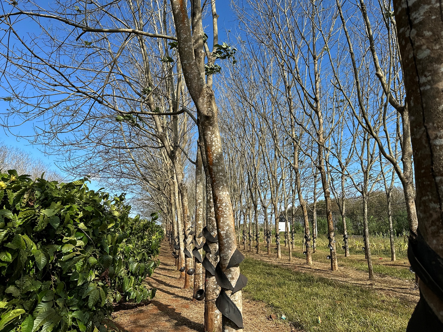 Gia Lai mùa cao su rụng lá - 7