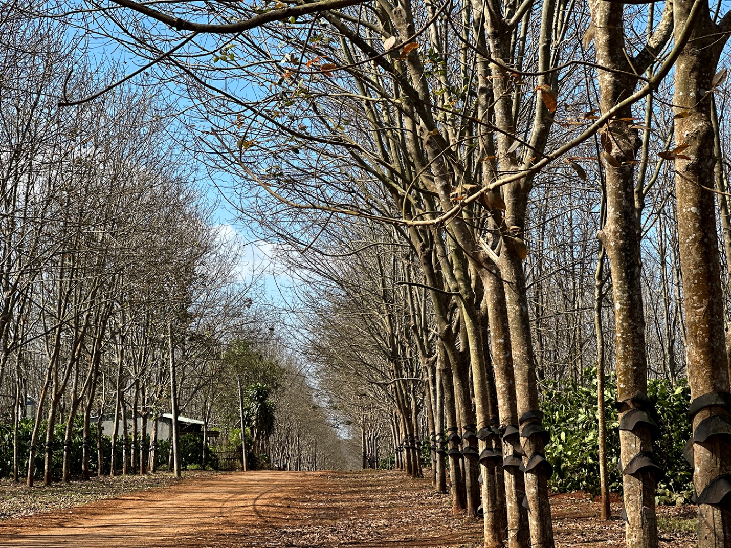 Gia Lai mùa cao su rụng lá - 4