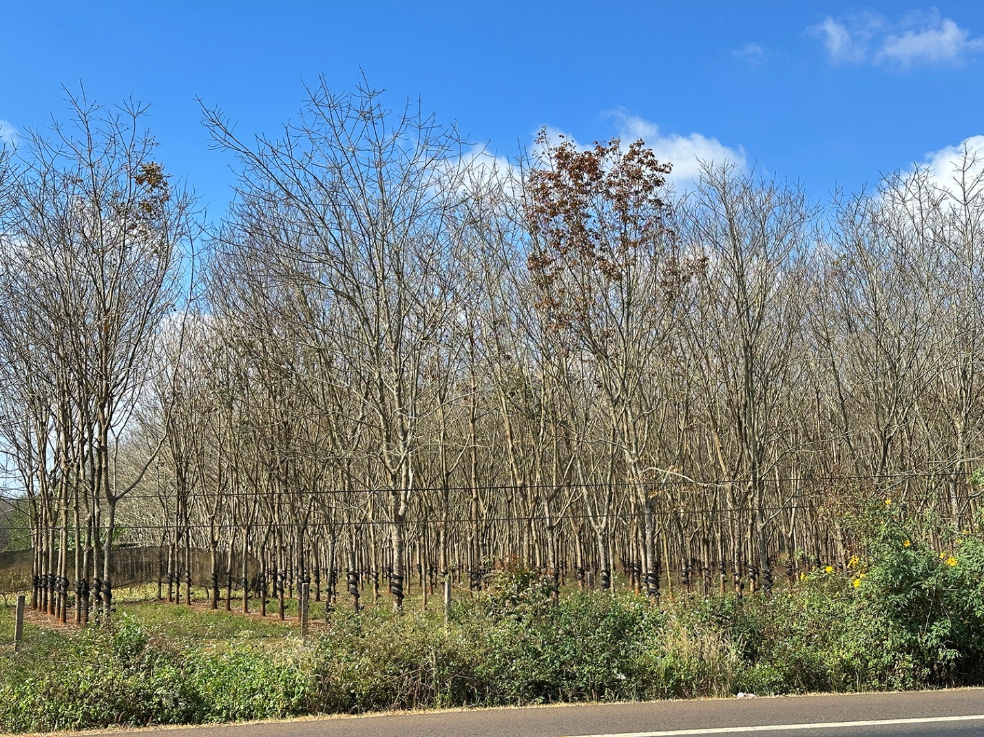 Gia Lai mùa cao su rụng lá - 6