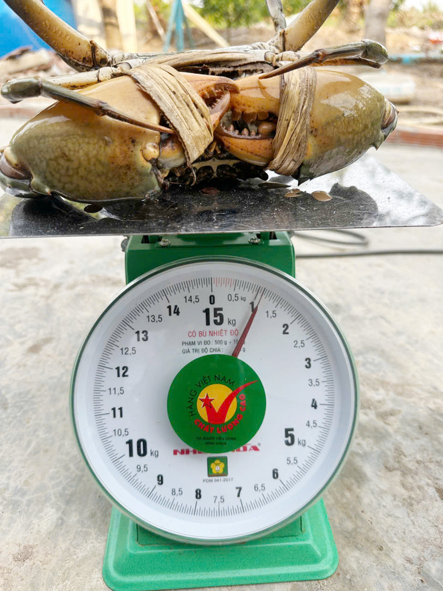 Nông dân Cần Thơ bắt được con cua biển nặng 1,1 kg - 1