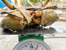  - Nông dân Cần Thơ bắt được con cua biển nặng 1,1 kg