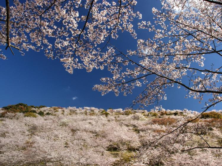Kyushu – Nơi hoa anh đào nở sớm nhất tại Nhật Bản