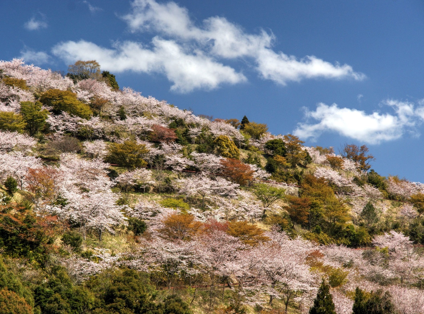 Kyushu – Nơi hoa anh đào nở sớm nhất tại Nhật Bản - 9