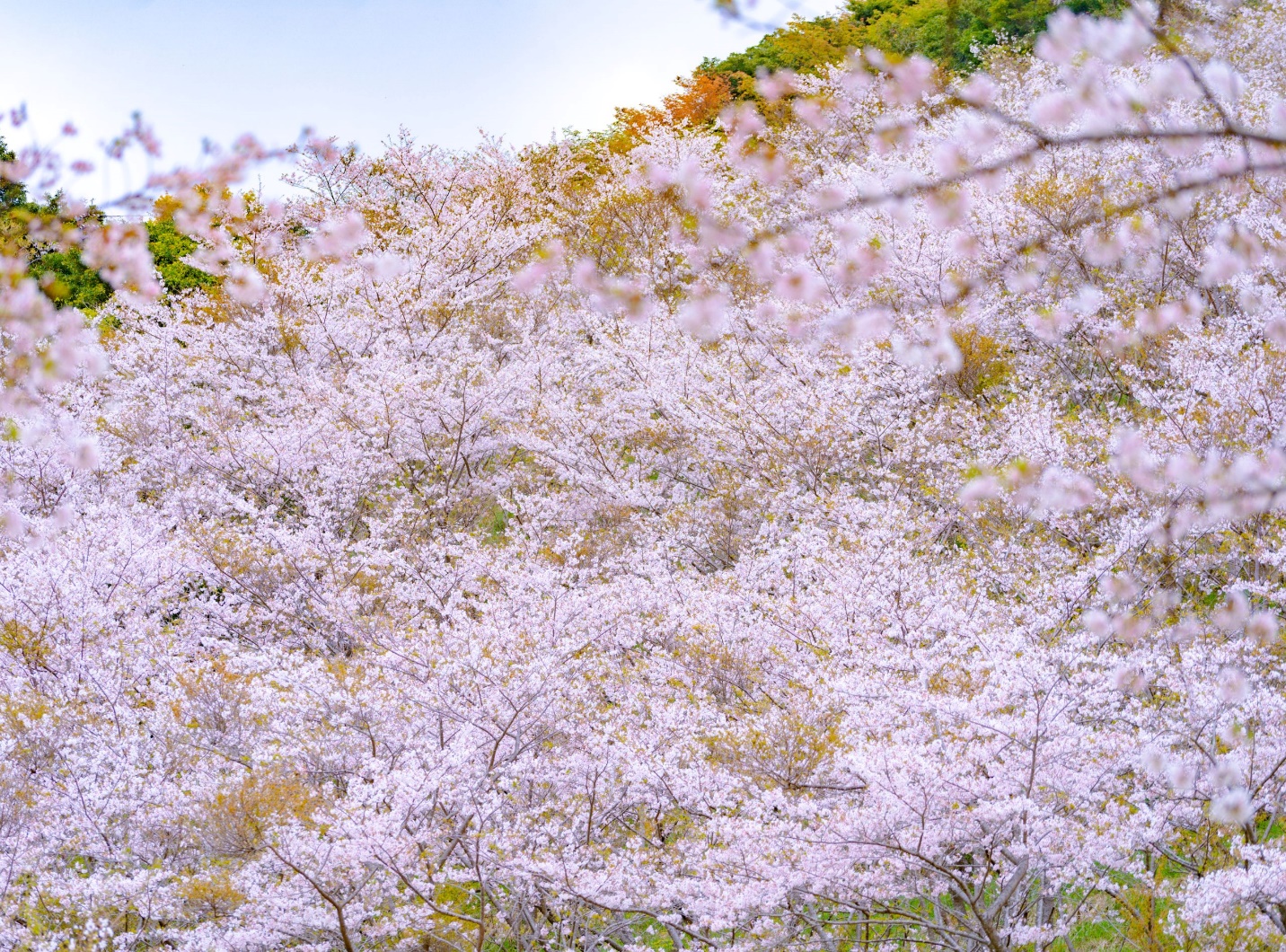 Kyushu – Nơi hoa anh đào nở sớm nhất tại Nhật Bản - 10