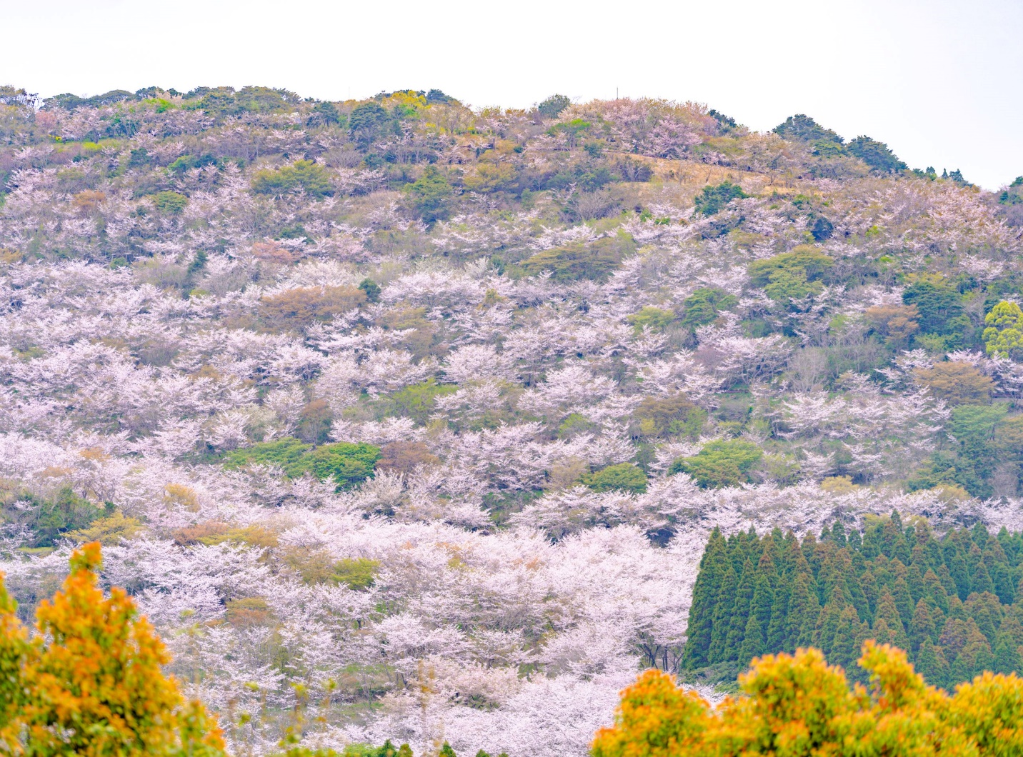 Kyushu – Nơi hoa anh đào nở sớm nhất tại Nhật Bản - 2