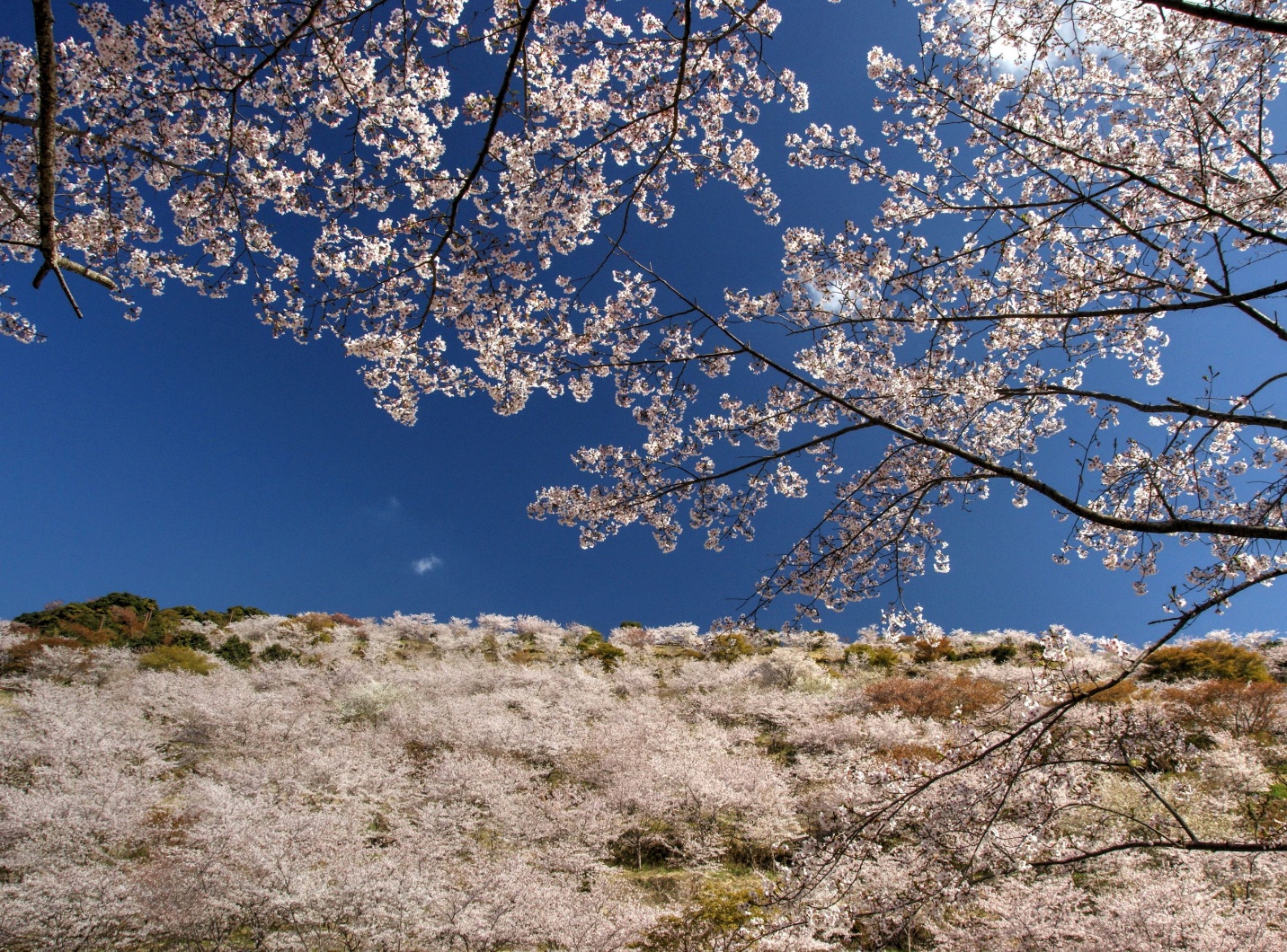 Kyushu – Nơi hoa anh đào nở sớm nhất tại Nhật Bản - 11