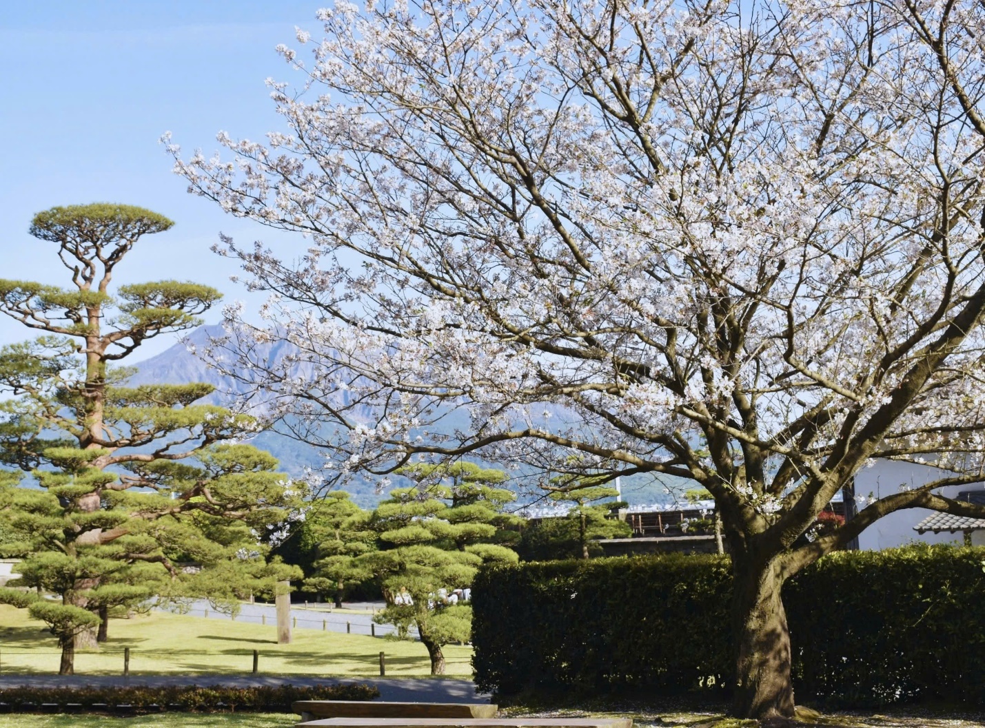 Kyushu – Nơi hoa anh đào nở sớm nhất tại Nhật Bản - 6
