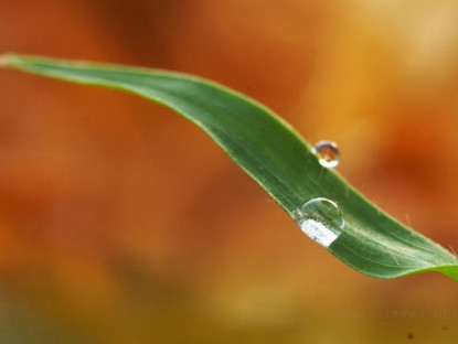  - Trong giọt sương, ta thấy cả vũ trụ thu nhỏ