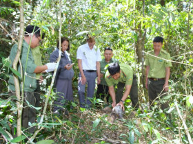  - Thả nhiều động vật hoang dã về Vườn Quốc gia Chư Yang Sin