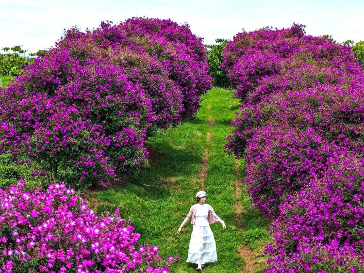 Ngắm nhìn sắc tím hoa mua nở rộ trên nông trường chè ở Lâm Đồng