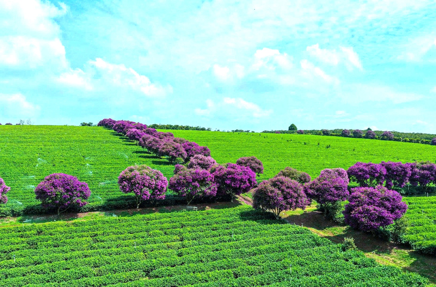 Ngắm nhìn sắc tím hoa mua nở rộ trên nông trường chè ở Lâm Đồng - 1