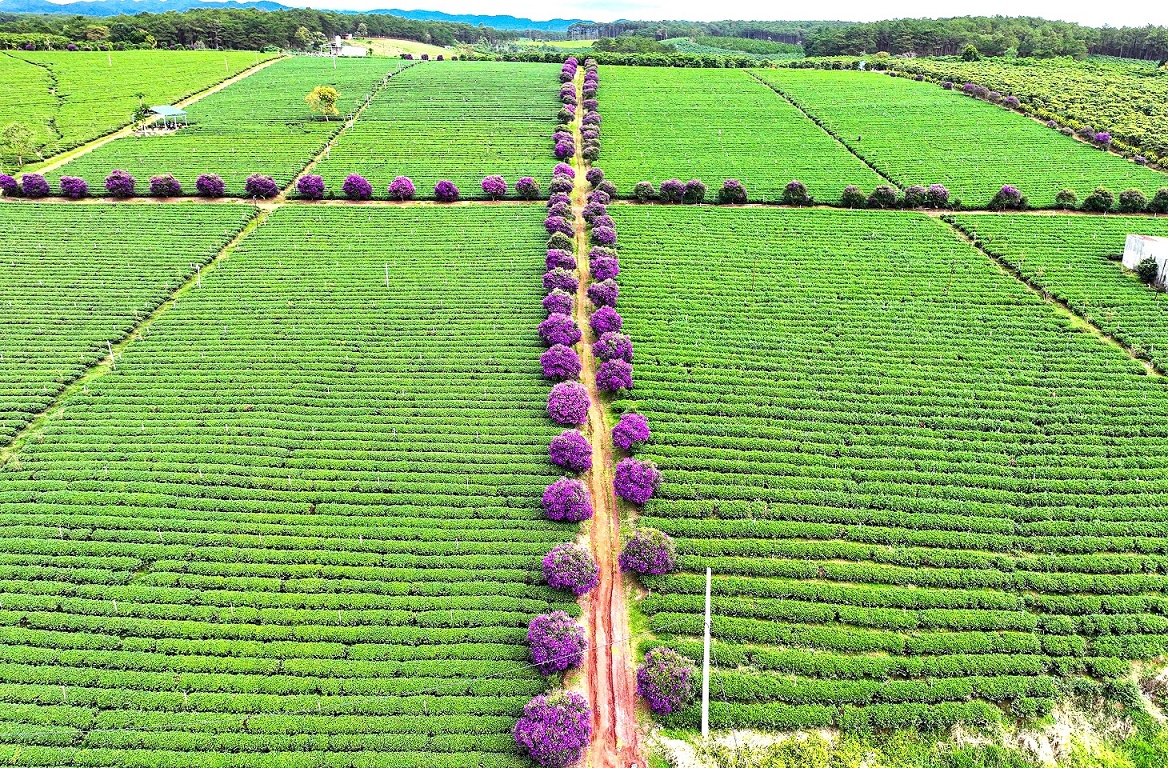 Ngắm nhìn sắc tím hoa mua nở rộ trên nông trường chè ở Lâm Đồng - 2
