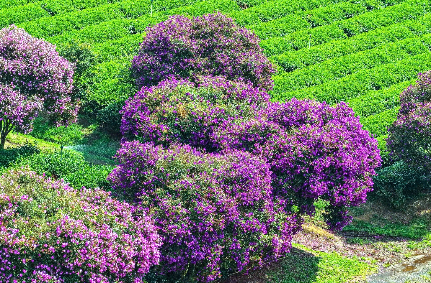 Ngắm nhìn sắc tím hoa mua nở rộ trên nông trường chè ở Lâm Đồng - 3