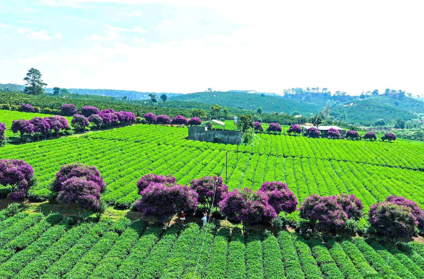 Ngắm nhìn sắc tím hoa mua nở rộ trên nông trường chè ở Lâm Đồng - 4