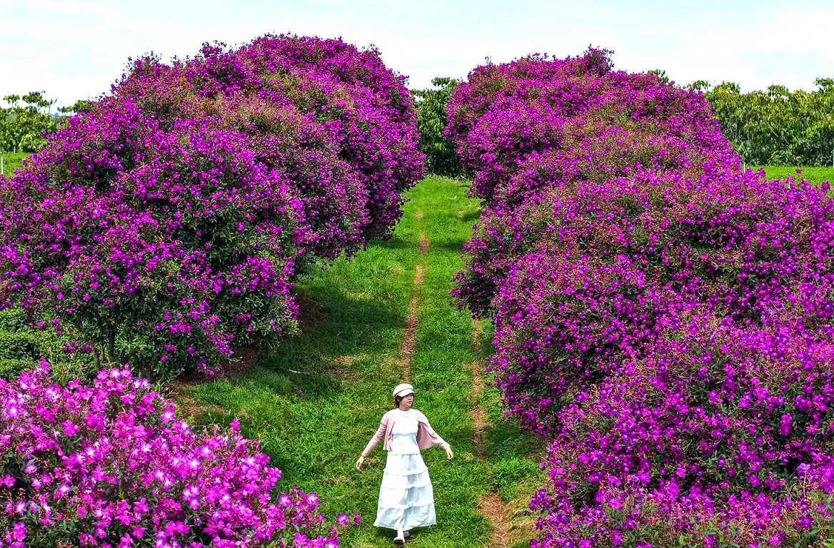 Ngắm nhìn sắc tím hoa mua nở rộ trên nông trường chè ở Lâm Đồng - 5