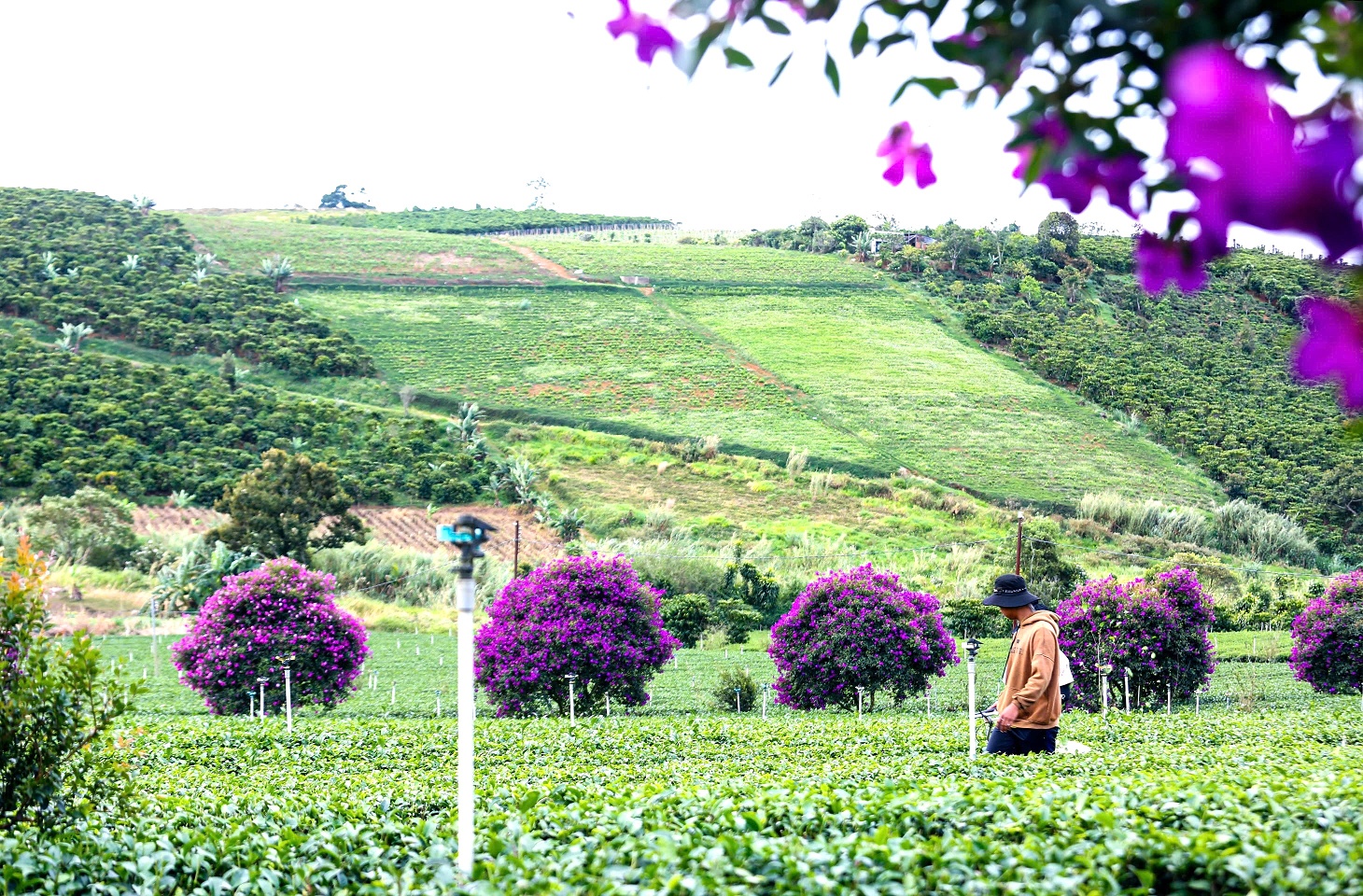 Ngắm nhìn sắc tím hoa mua nở rộ trên nông trường chè ở Lâm Đồng - 6