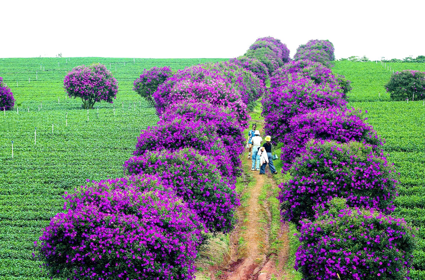 Ngắm nhìn sắc tím hoa mua nở rộ trên nông trường chè ở Lâm Đồng - 7