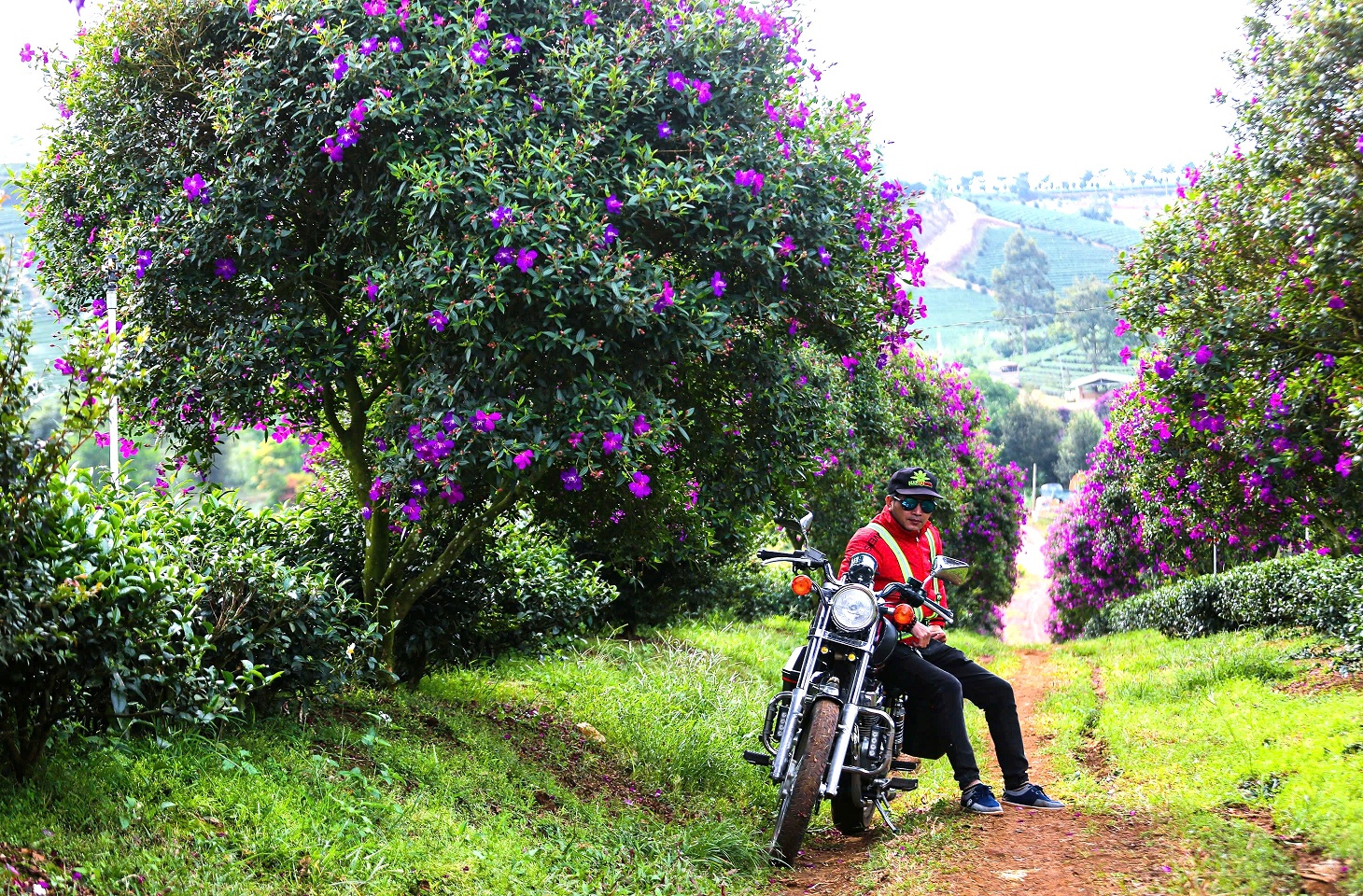 Ngắm nhìn sắc tím hoa mua nở rộ trên nông trường chè ở Lâm Đồng - 8