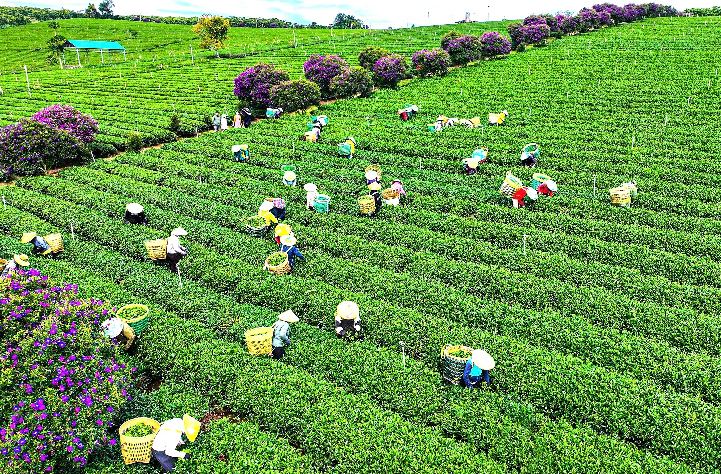 Ngắm nhìn sắc tím hoa mua nở rộ trên nông trường chè ở Lâm Đồng - 9