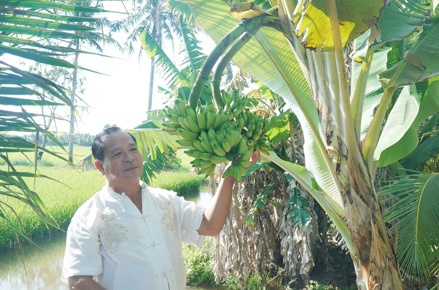 Cây chuối có 2 buồng trái độc lạ ở Cà Mau - 1