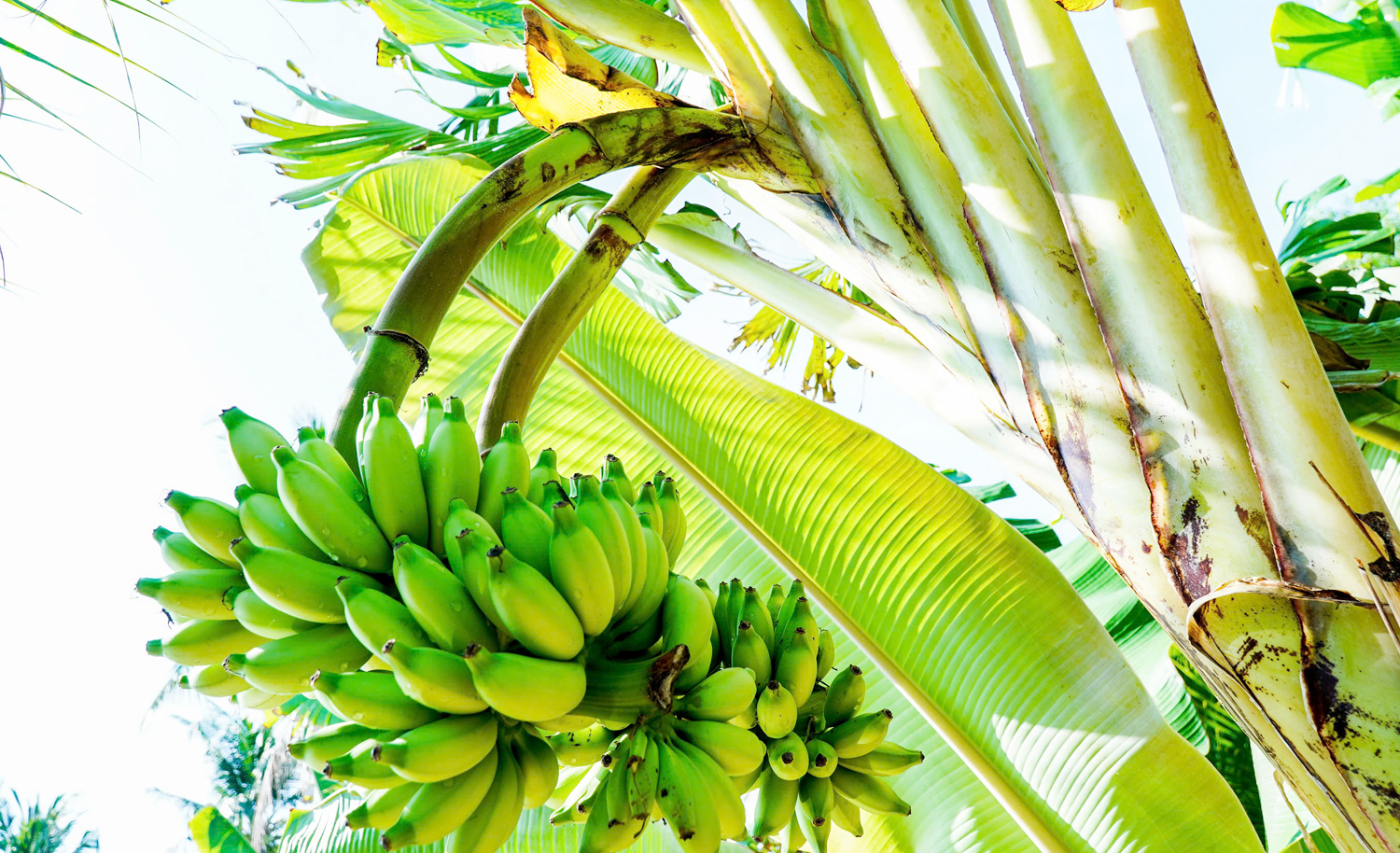 Cây chuối có 2 buồng trái độc lạ ở Cà Mau - 2